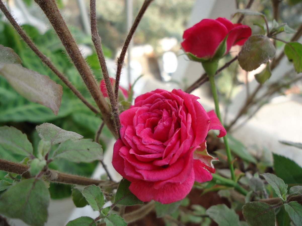 Sony Cyber-shot DSC-W320 camera sample Photo. Captured without flashlight at Night. Orientation: Landscape. ISO: 80. Exposure time: 10/1250. Focus: 27/10. Original size: 4320x3240. Uploaded By anonymous At 09 Feb, 2020